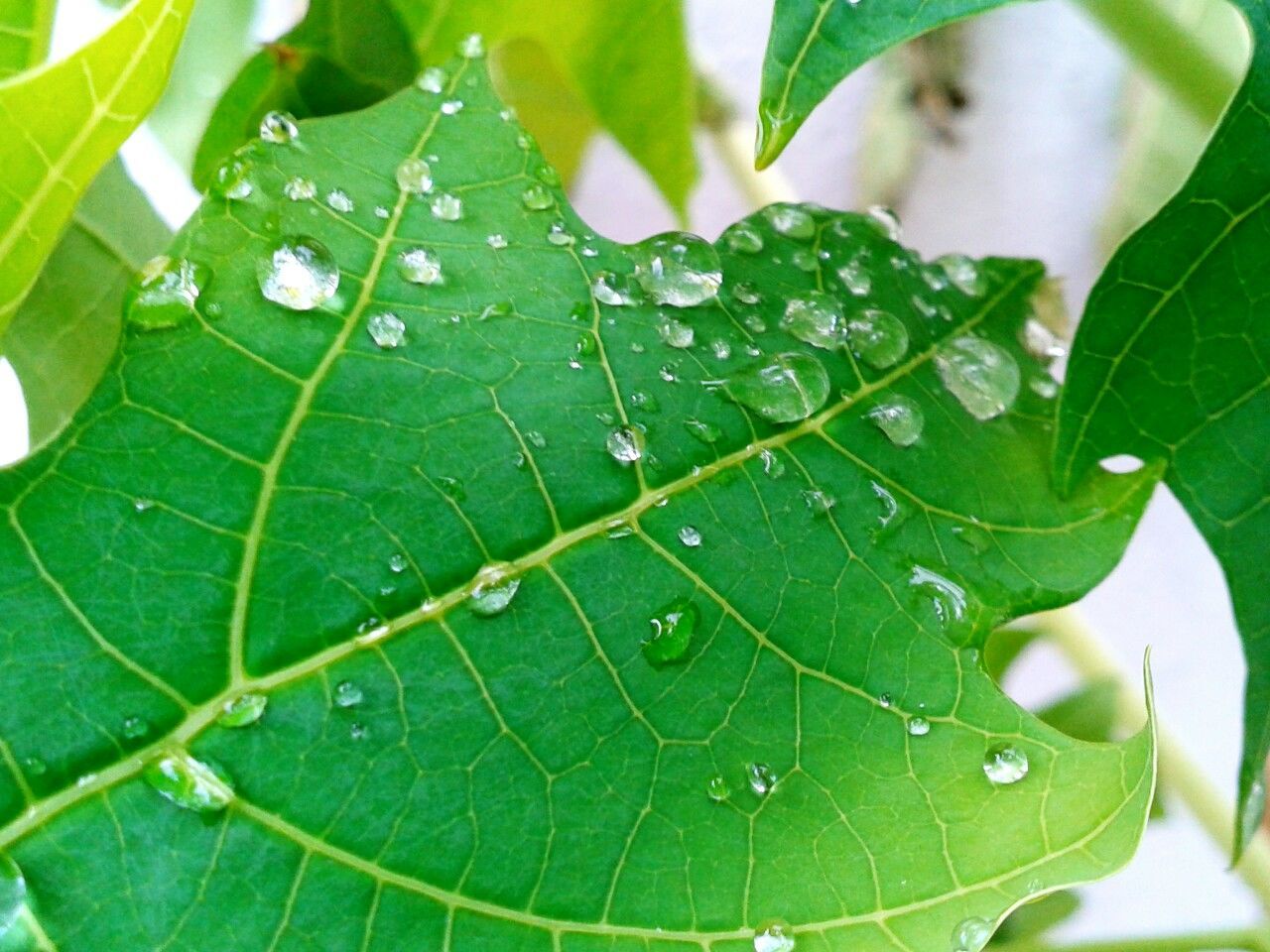 CLOSE-UP OF WET SPIDER WEB