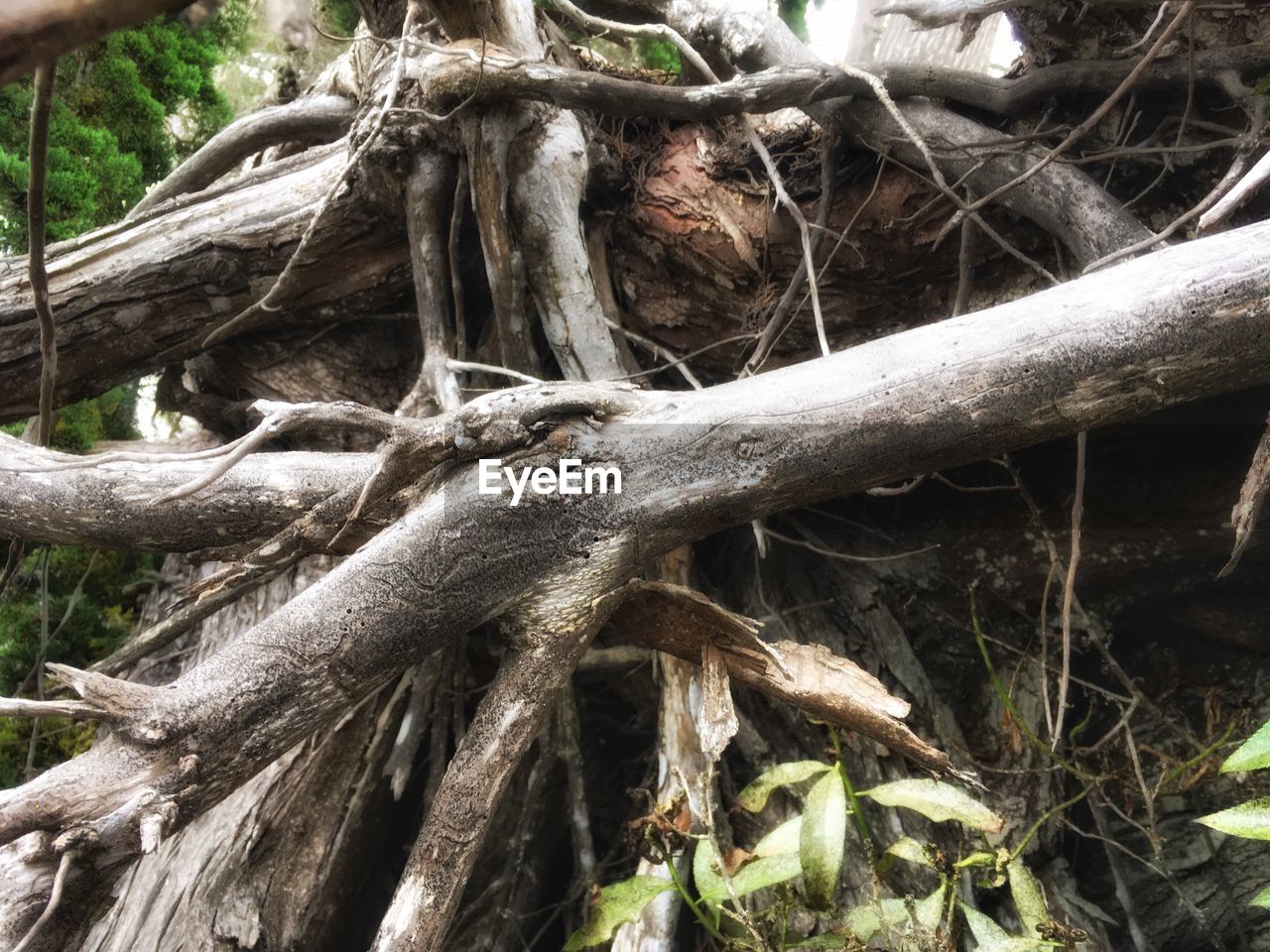 CLOSE-UP OF TREE TRUNK IN FOREST