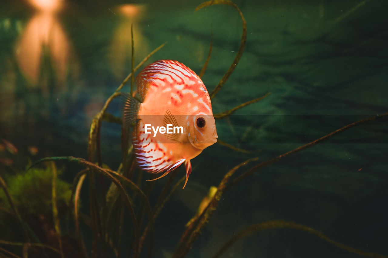 CLOSE-UP OF FISH SWIMMING UNDERSEA