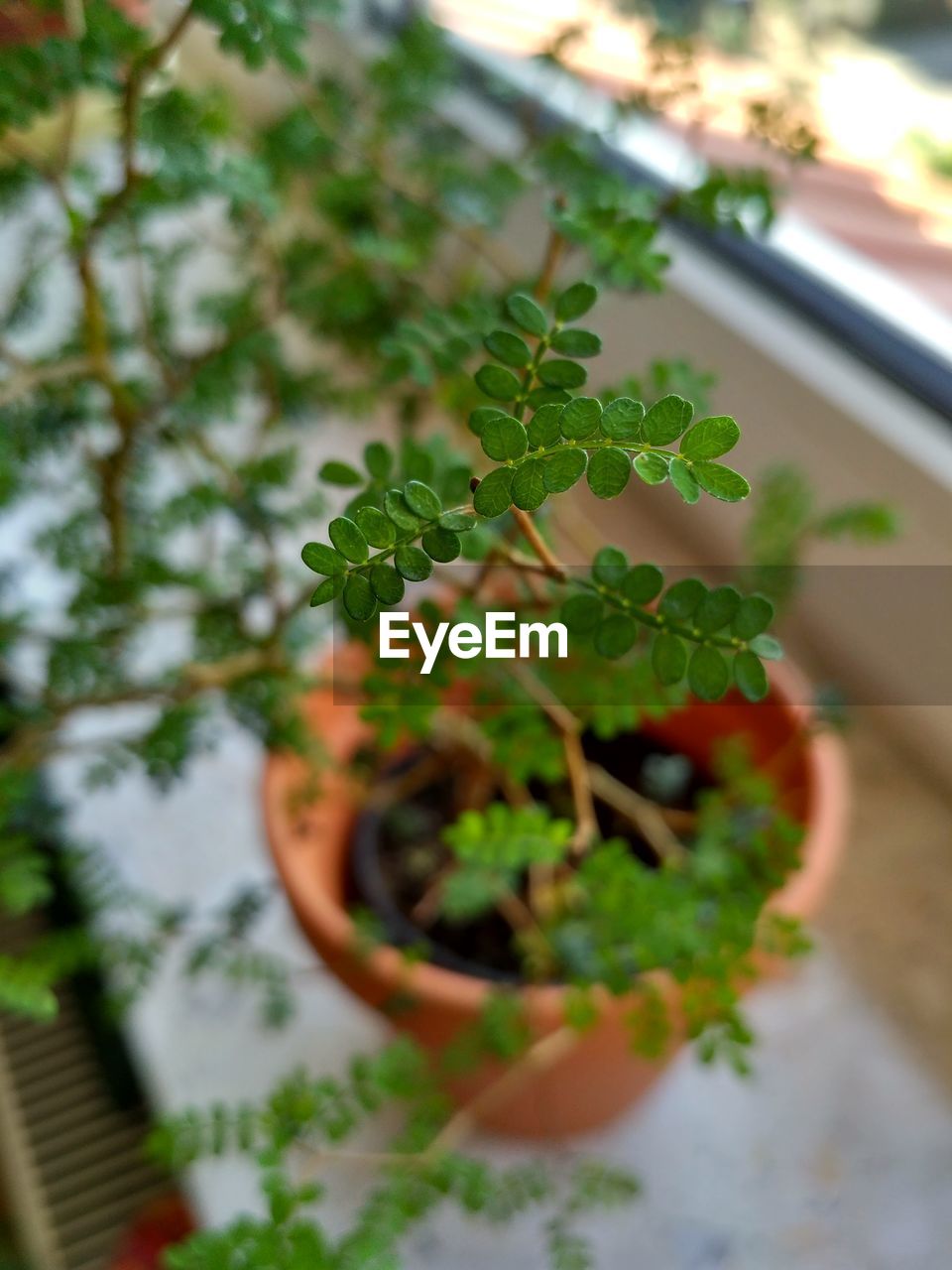 CLOSE-UP OF POTTED PLANTS