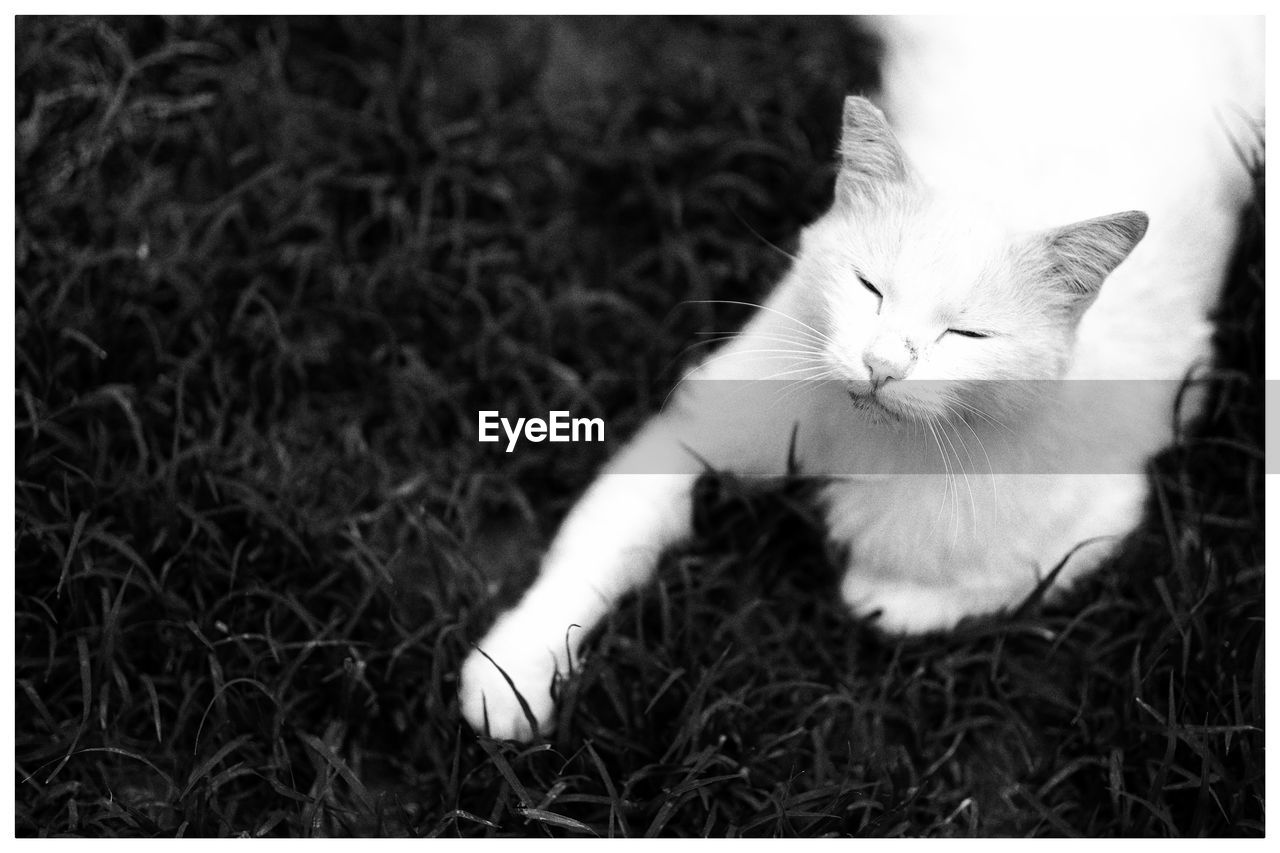 Close-up of cat on field