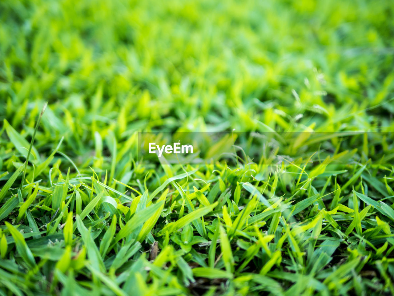 Full frame shot of fresh green grass