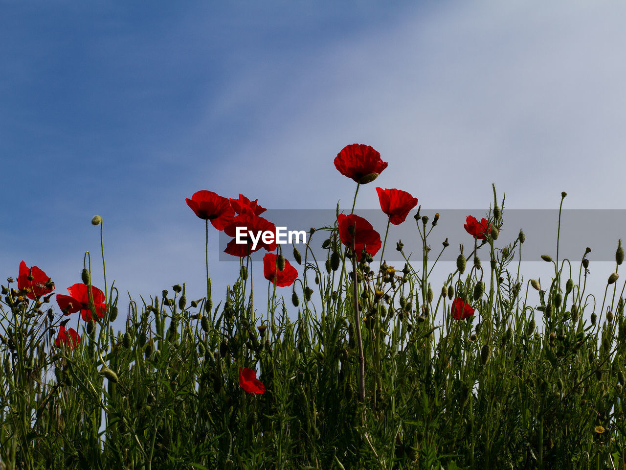 CLOSE-UP OF RED POPPIES ON FIELD AGAINST SKY