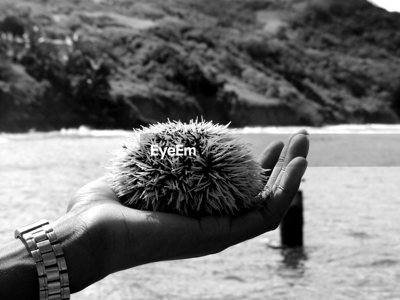 Close-up of hand holding sea urchin