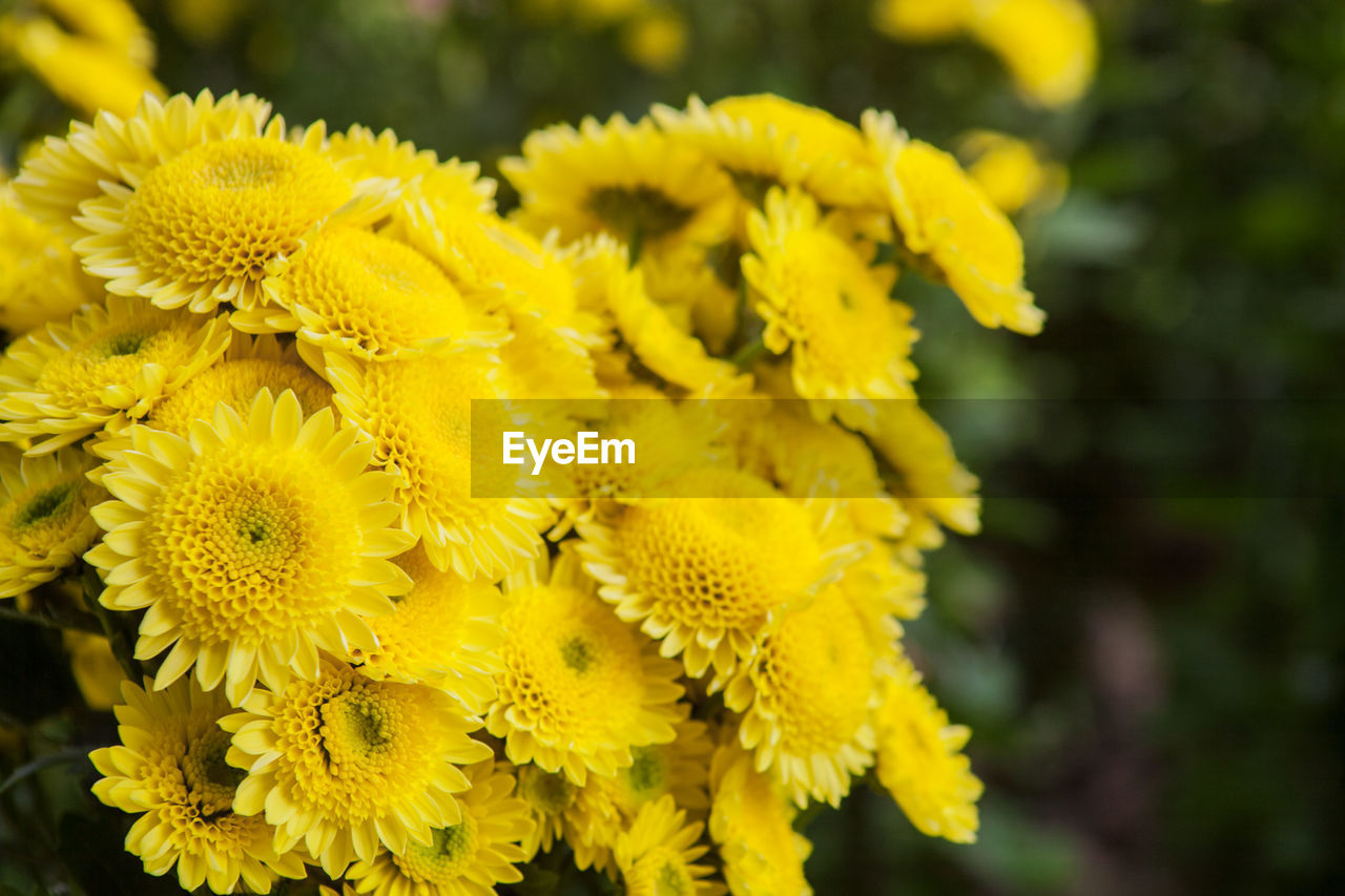 Close-up of yellow flowers blooming outdoors