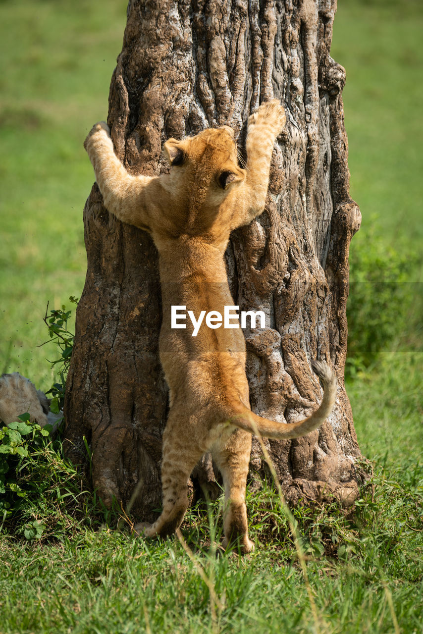 Lion cub tries to climb tree trunk
