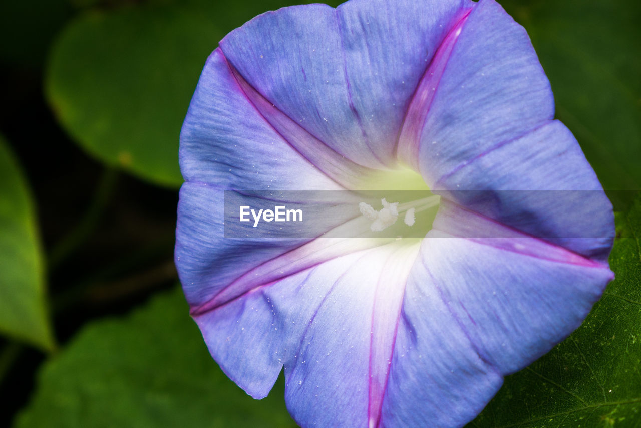 CLOSE-UP OF PURPLE FLOWER BLOOMING IN GARDEN