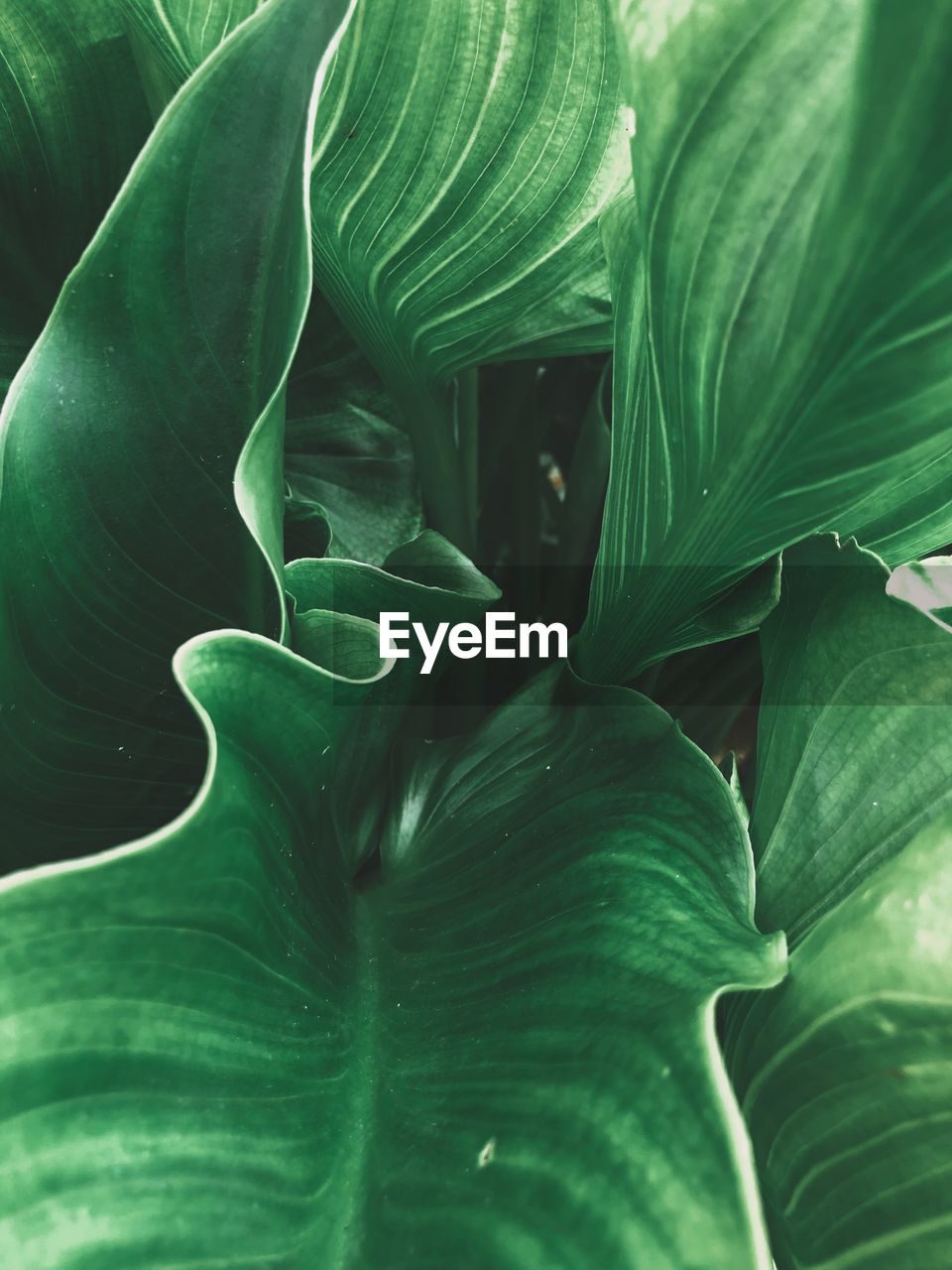 Full frame shot of fresh green leaves