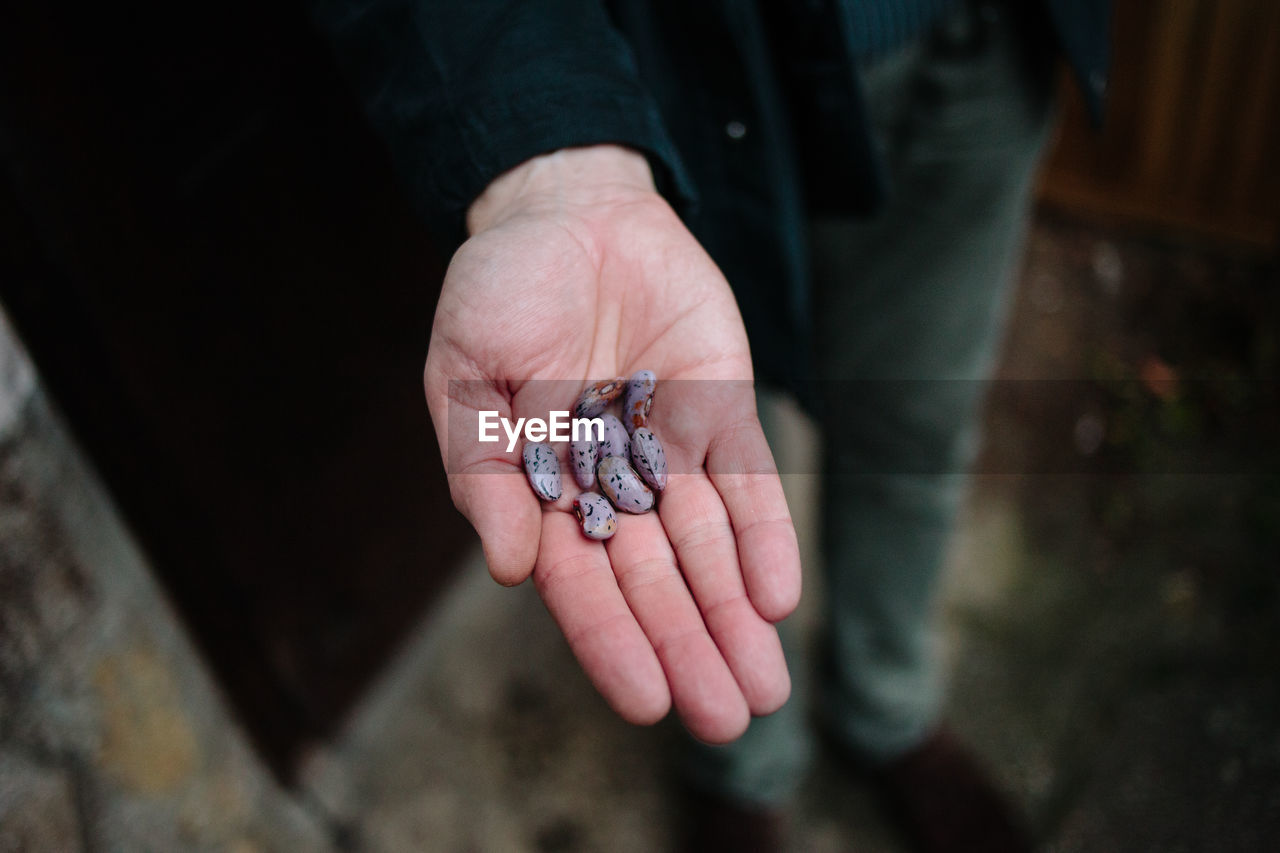 Close-up of hand holding beans