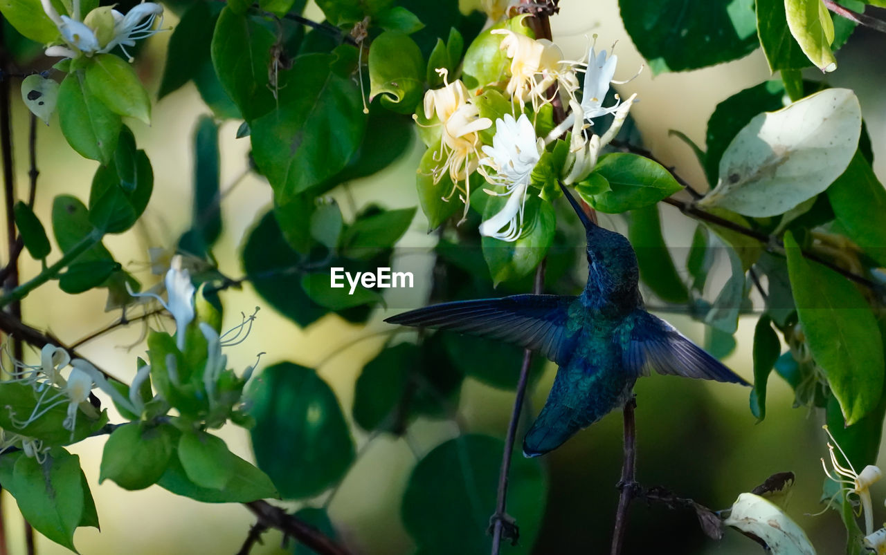 CLOSE-UP OF BIRD PERCHING ON FLOWER PLANT