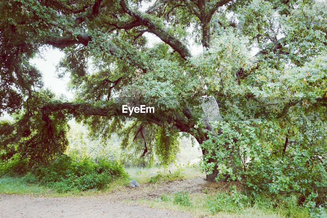 VIEW OF TREES GROWING ON FIELD