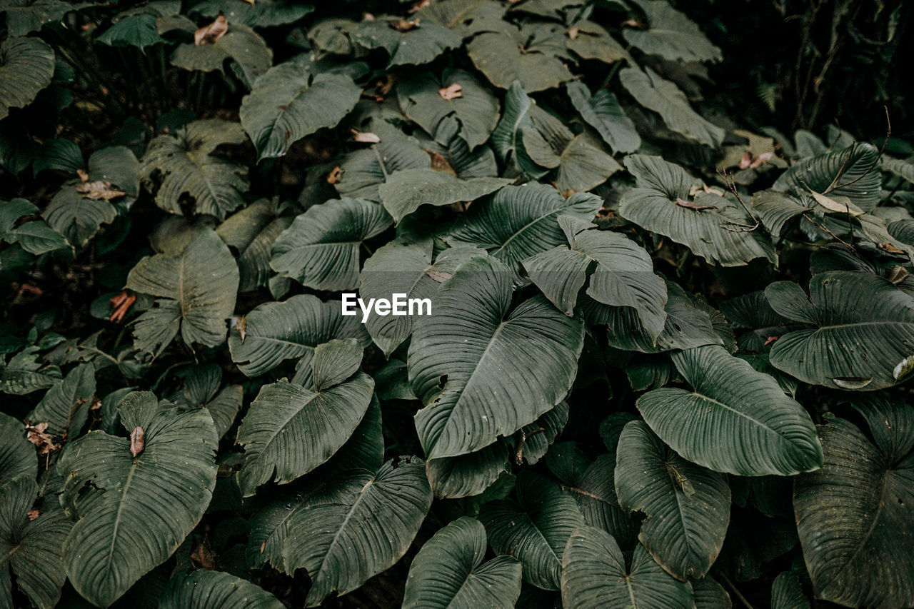 Full frame shot of leaves