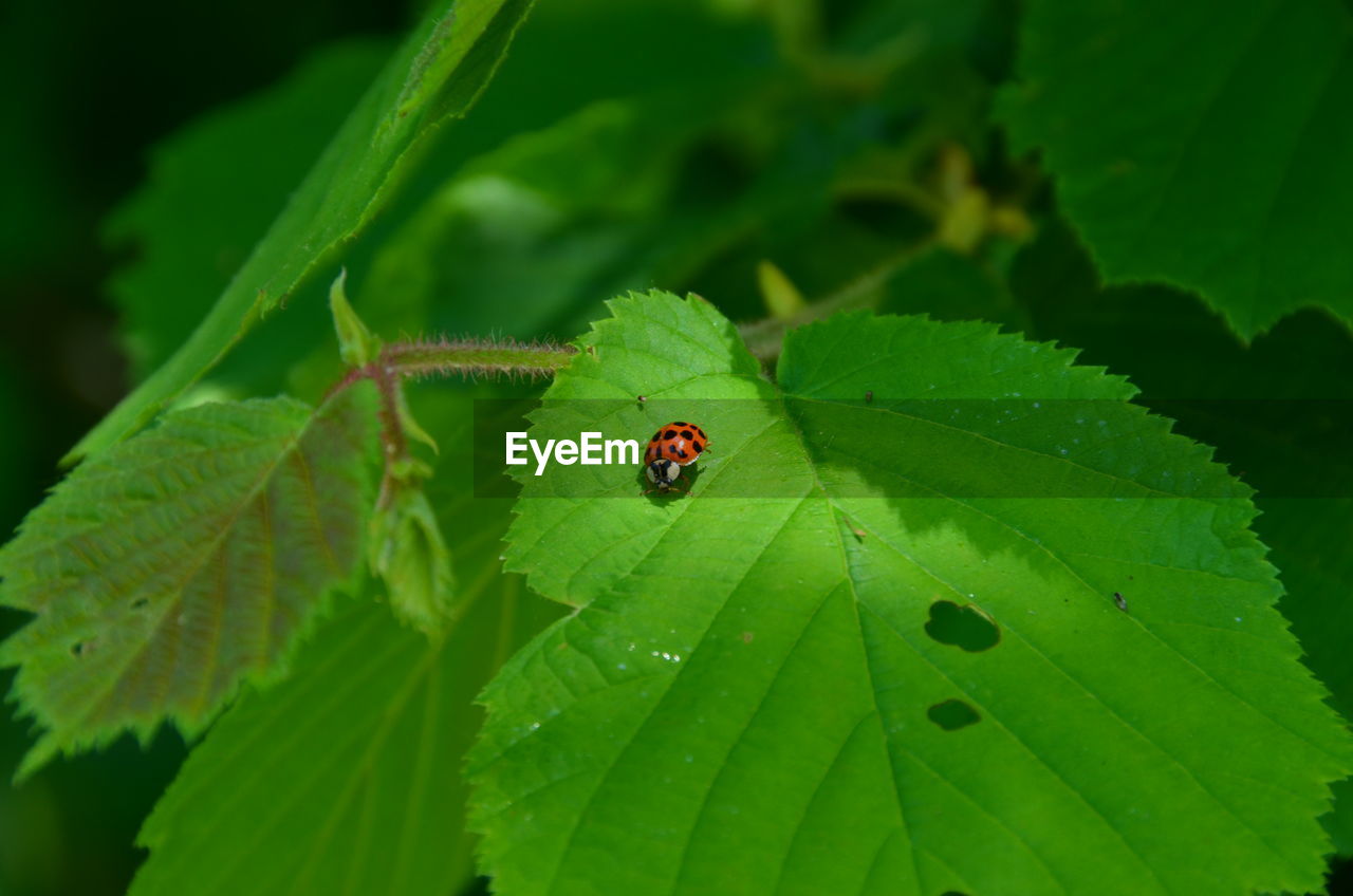 INSECT ON GREEN LEAF