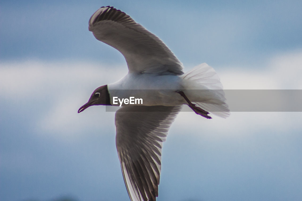 LOW ANGLE VIEW OF SEAGULL