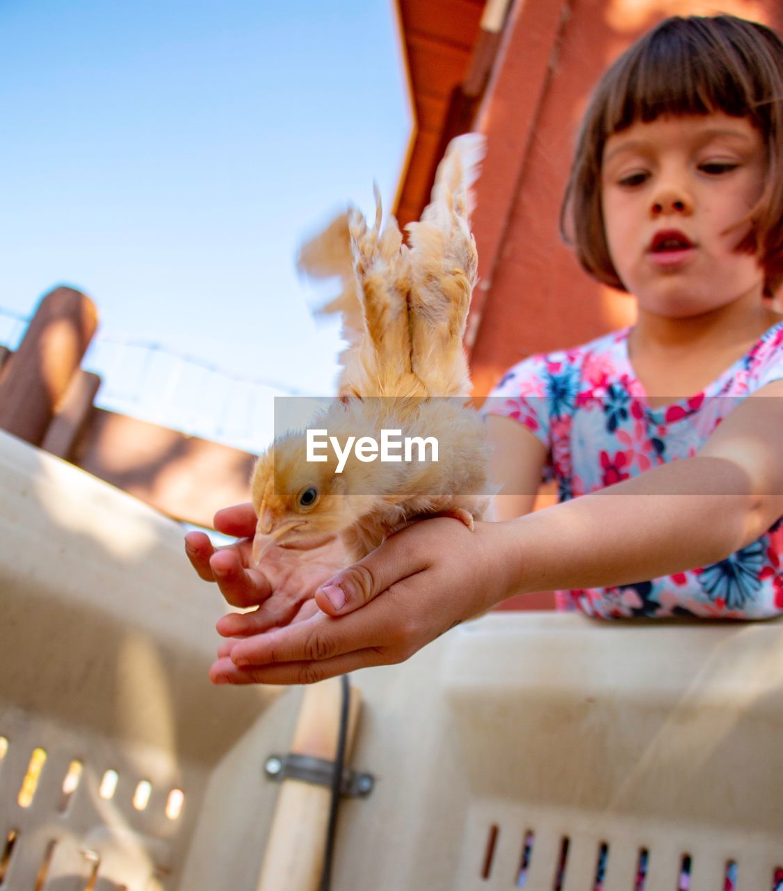 Girl holding baby chicken