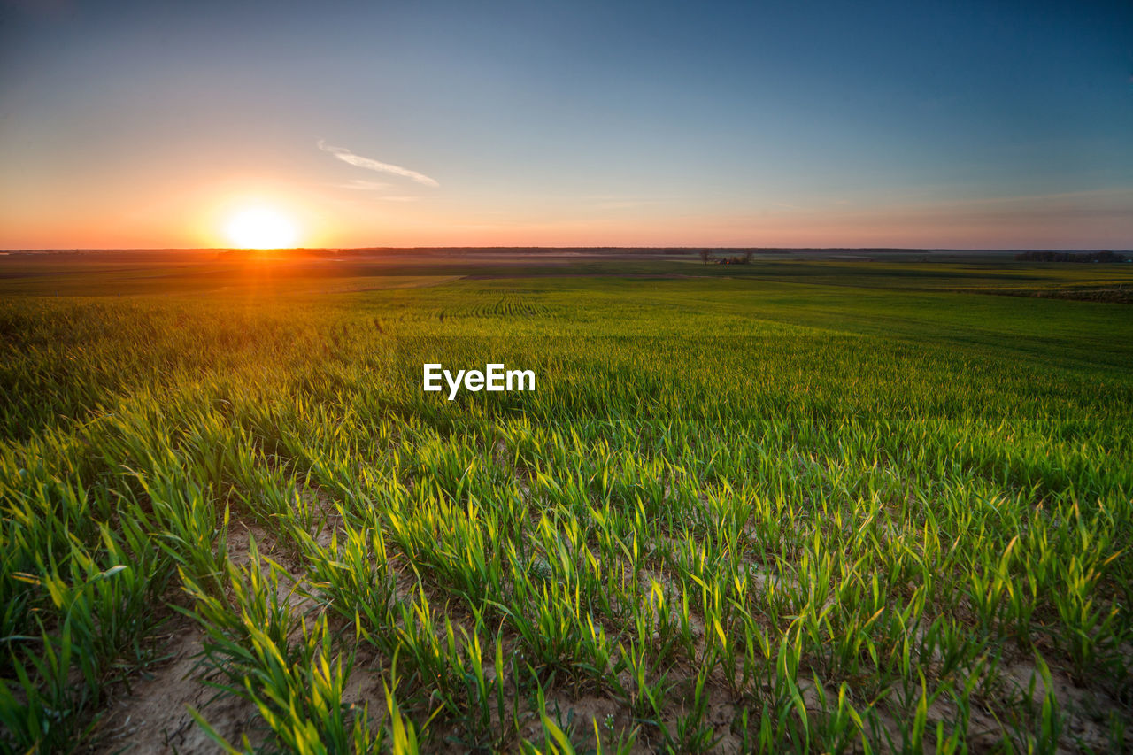 Scenic view of field against sky during sunset