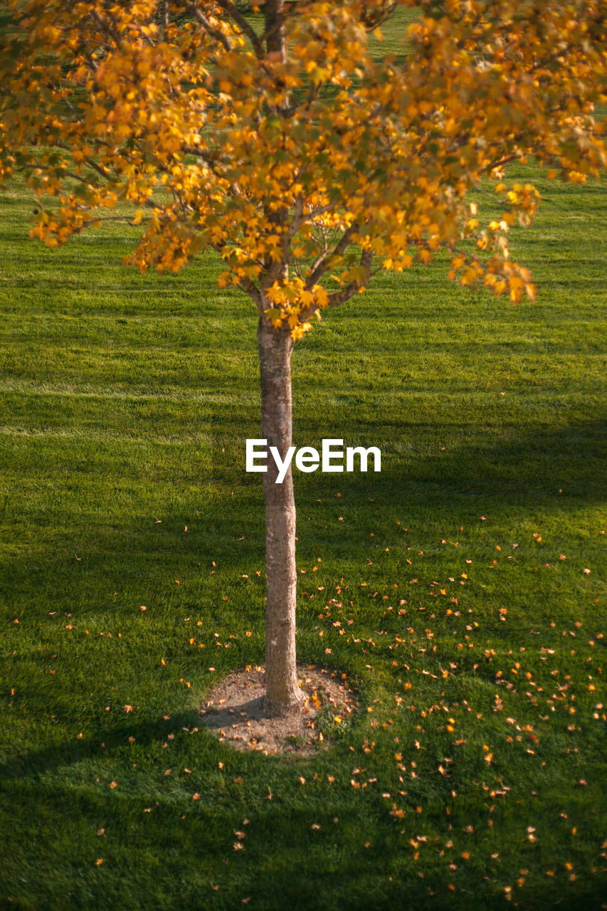 Lonely tree in autumn park