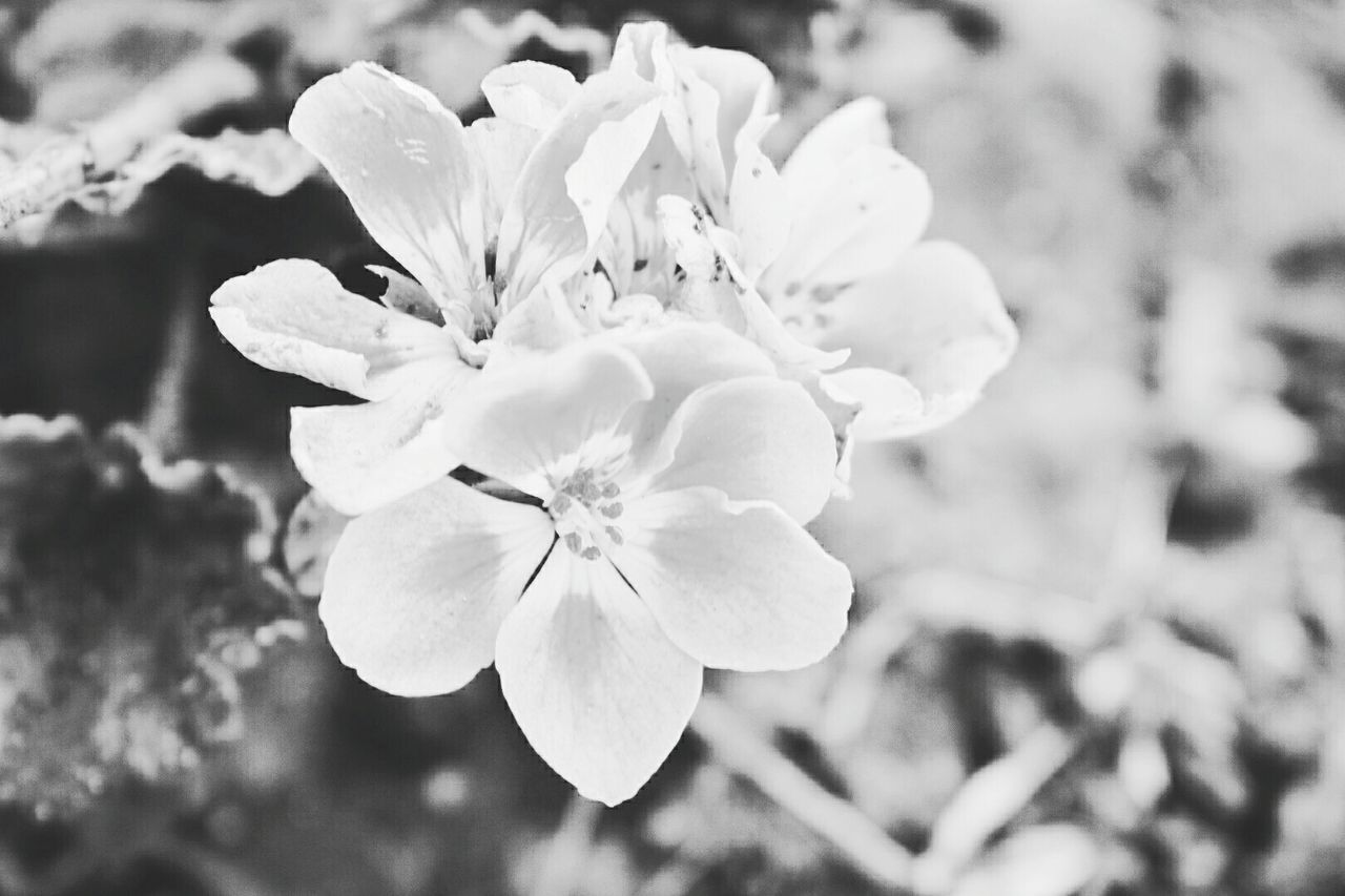 CLOSE-UP OF BLOOMING TREE