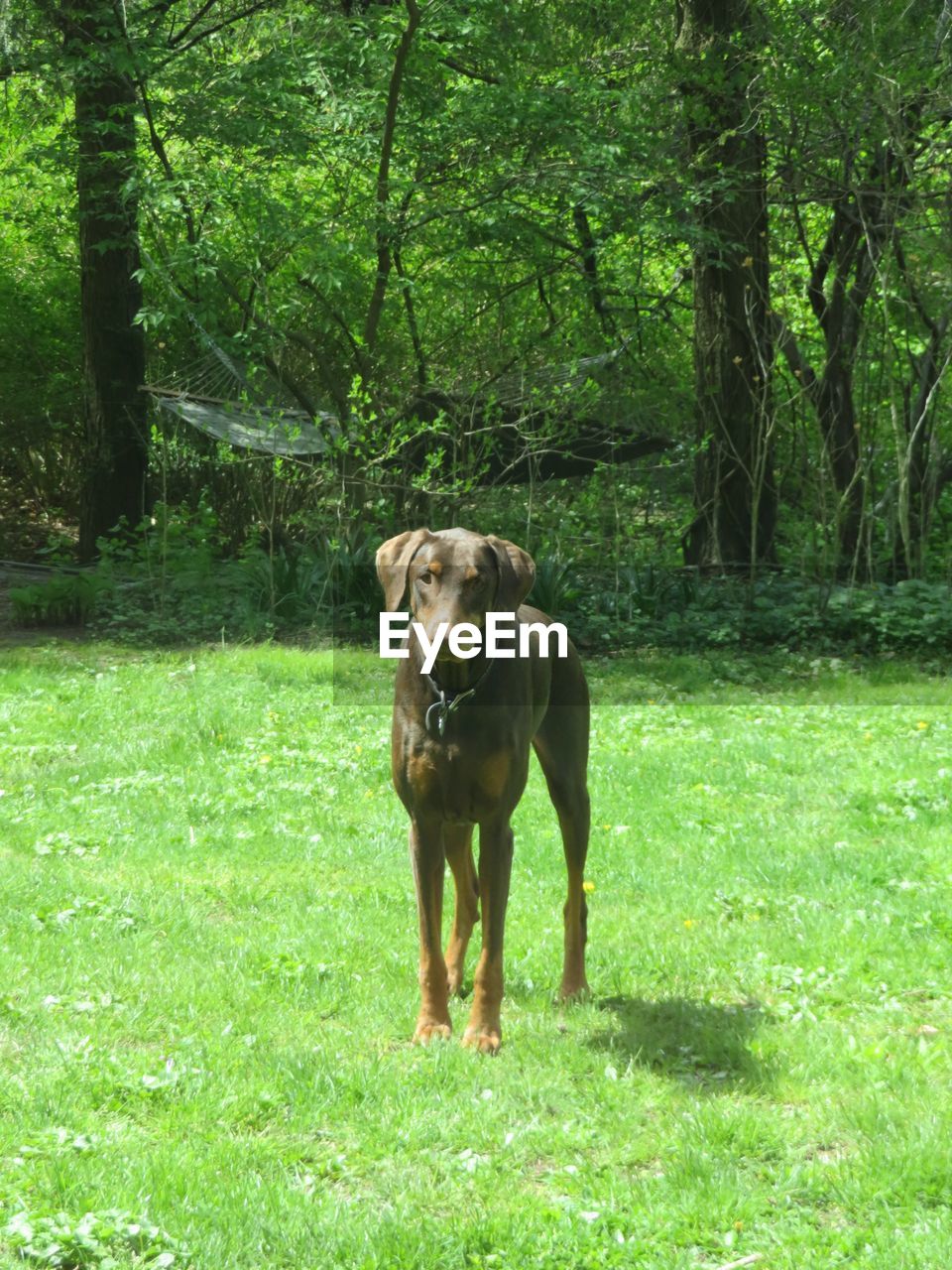 VIEW OF DOG STANDING ON GRASSY FIELD