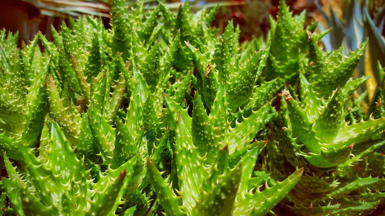 Close-up of succulent plants in park