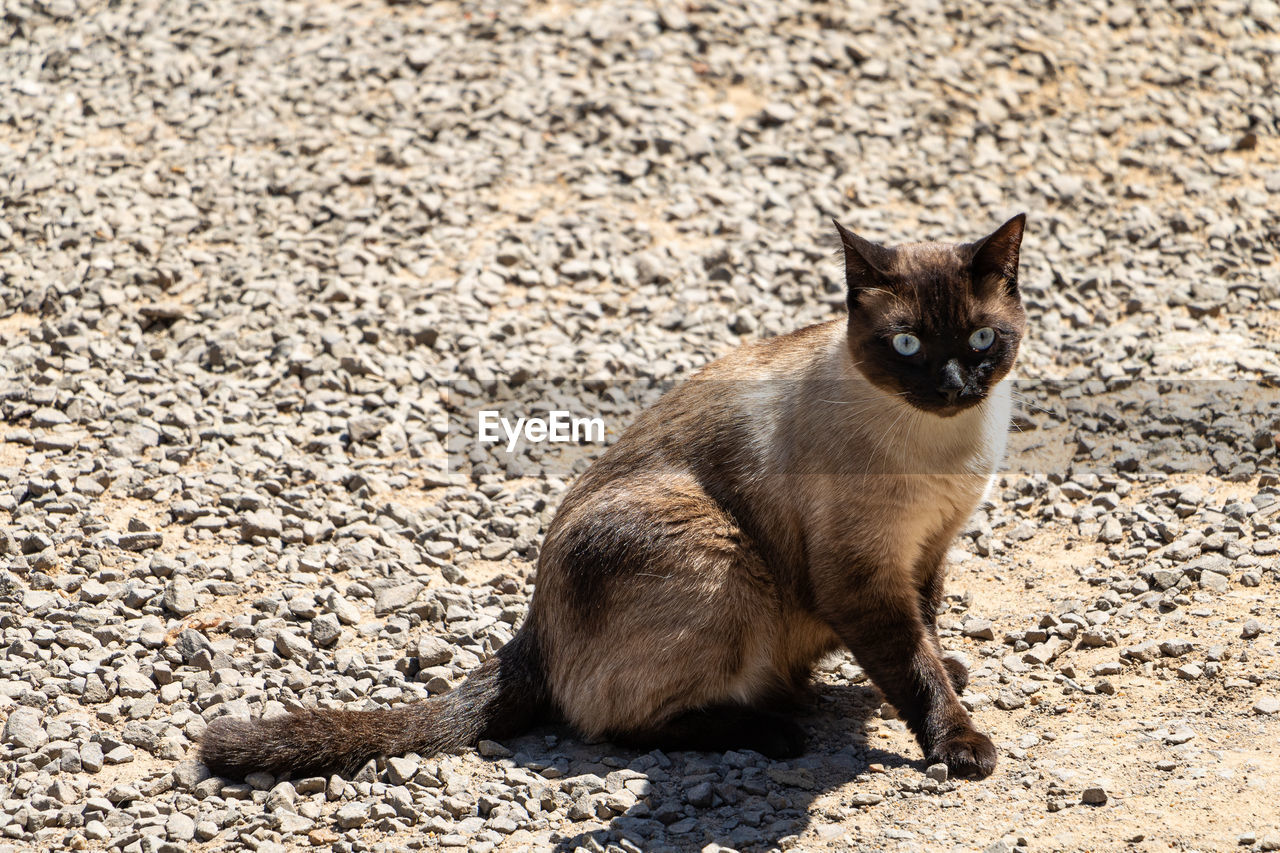 animal, animal themes, cat, mammal, one animal, pet, whiskers, domestic animals, no people, siamese, feline, felidae, domestic cat, small to medium-sized cats, portrait, sitting, sunlight, looking at camera, nature, thai, tonkinese, carnivore, land, day, looking, outdoors