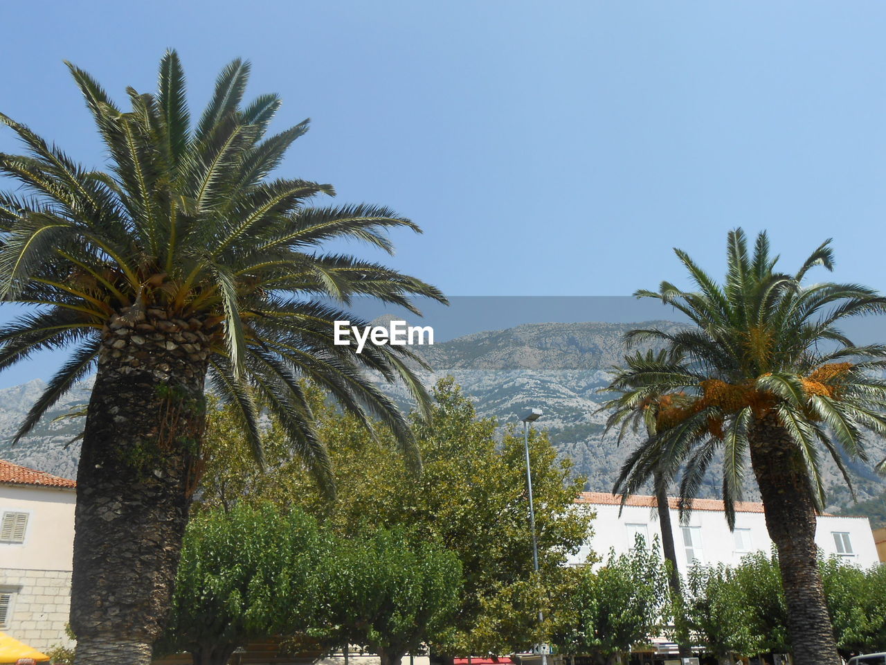 PALM TREES AGAINST CLEAR SKY