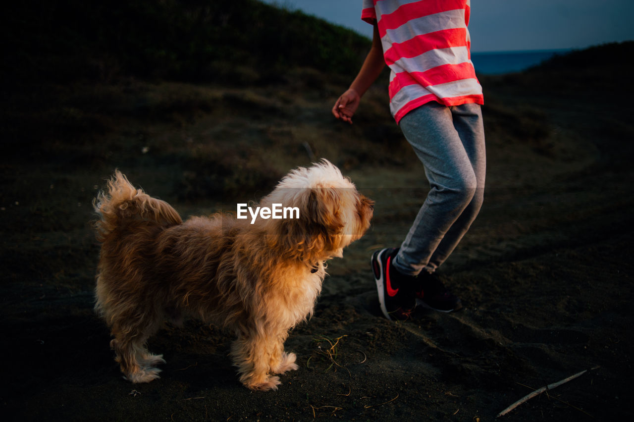 Low section of person with dog at beach during sunset