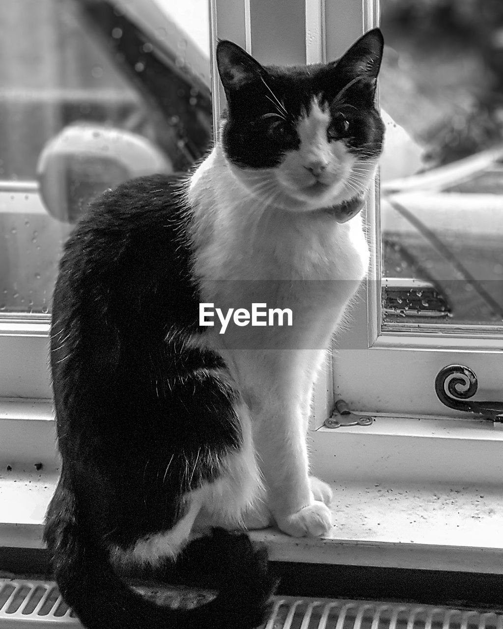 CAT LOOKING AT CAMERA