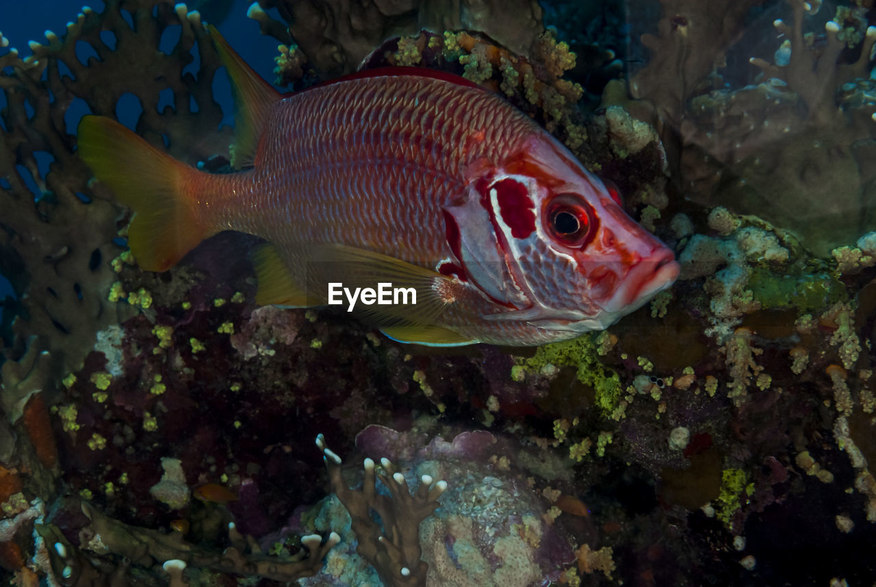 CLOSE-UP OF FISH UNDERWATER