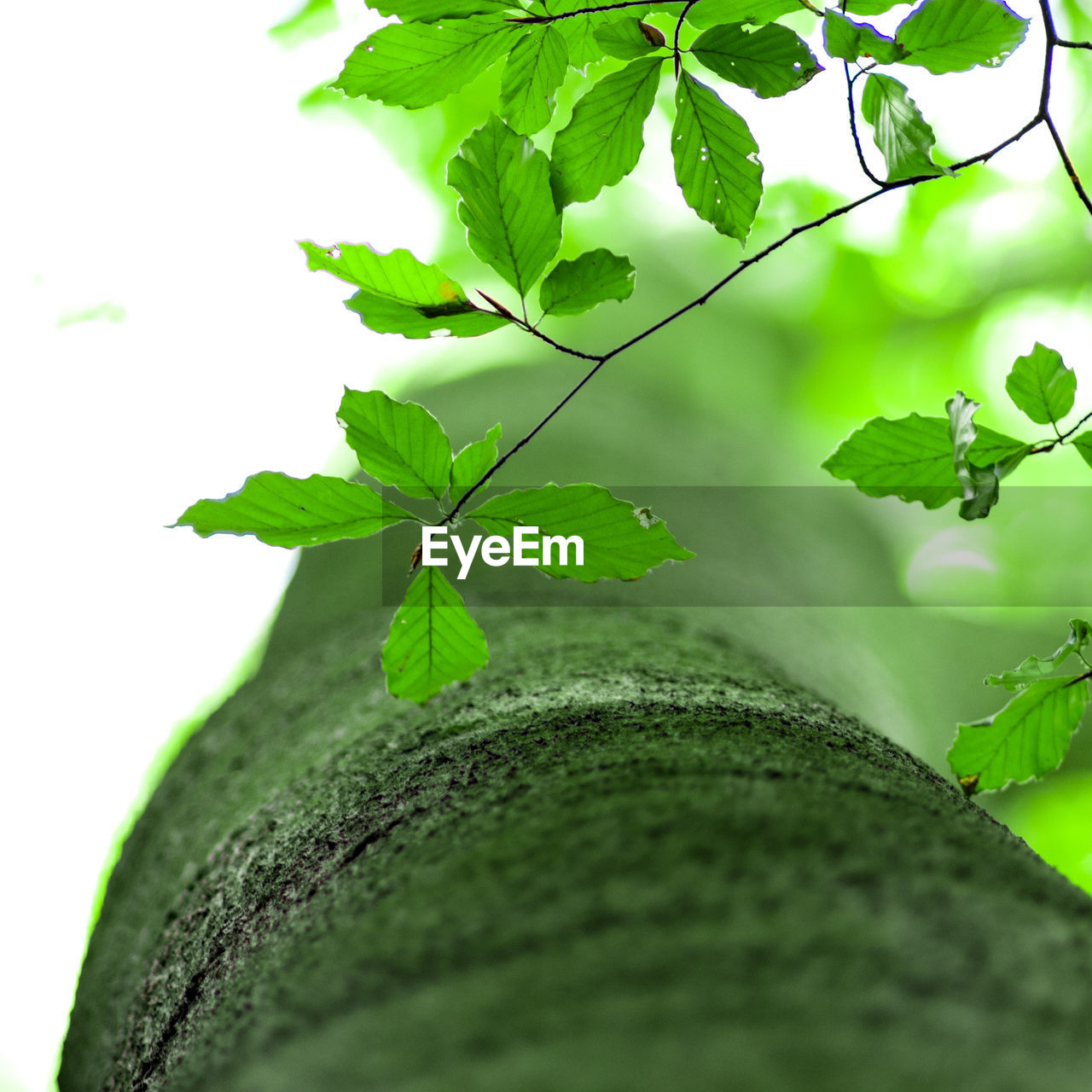 CLOSE-UP OF FRESH GREEN LEAVES AGAINST WALL