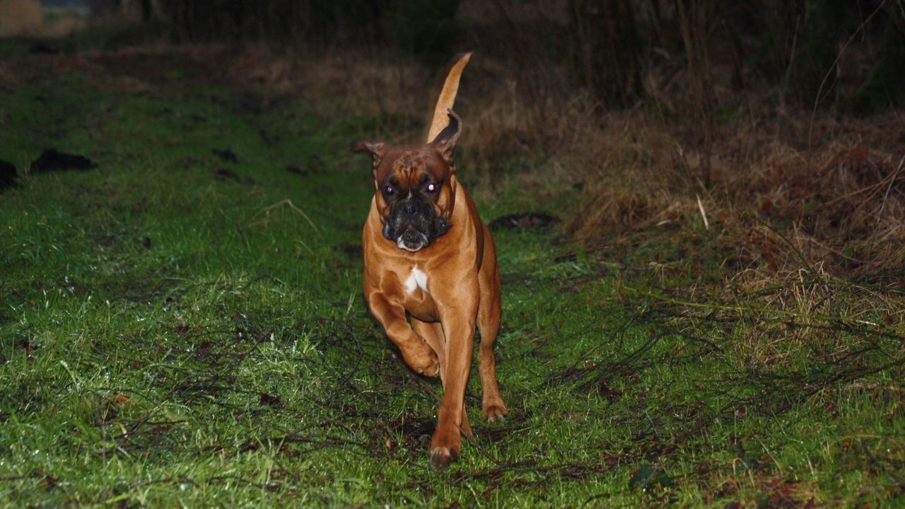 Portrait of boxer running on grassy field