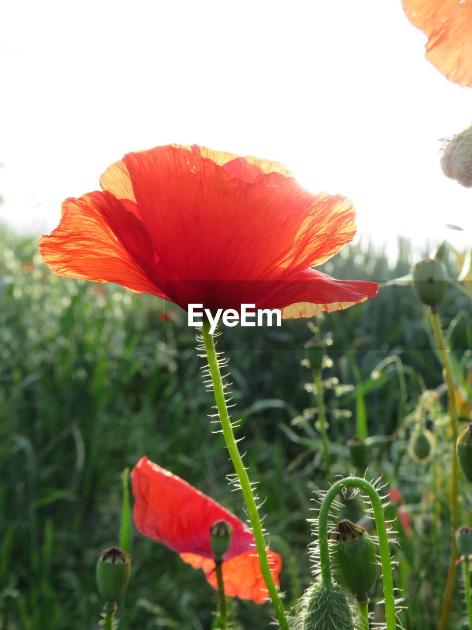 plant, flower, red, nature, beauty in nature, flowering plant, poppy, growth, freshness, close-up, petal, no people, flower head, fragility, orange color, outdoors, leaf, plant part, inflorescence, day, focus on foreground, tree, hibiscus, green