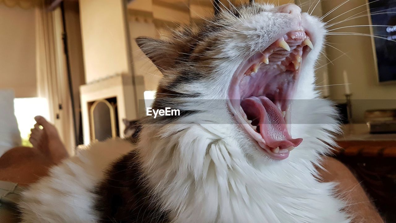 CLOSE-UP OF A CAT YAWNING IN THE BACKGROUND