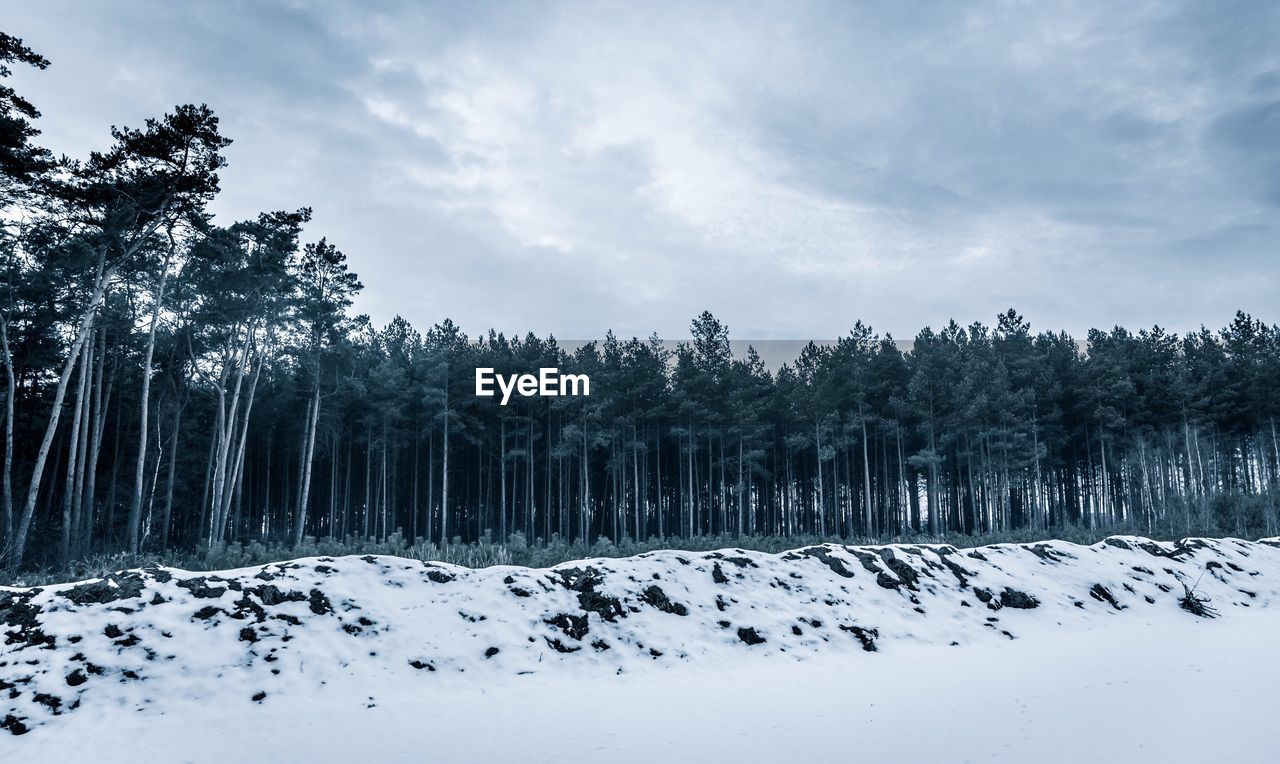 Trees on snow covered forest against sky