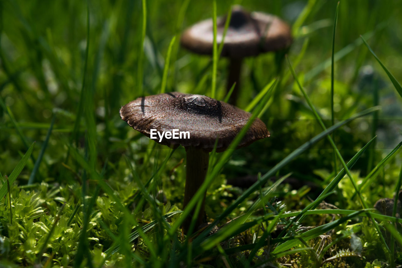 Close-up of grass growing on grassy field