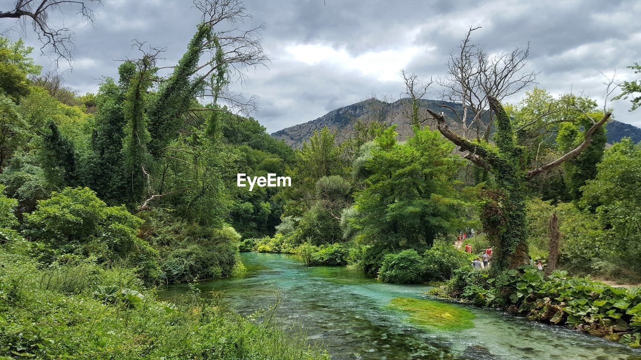 Scenic view of river amidst trees against sky