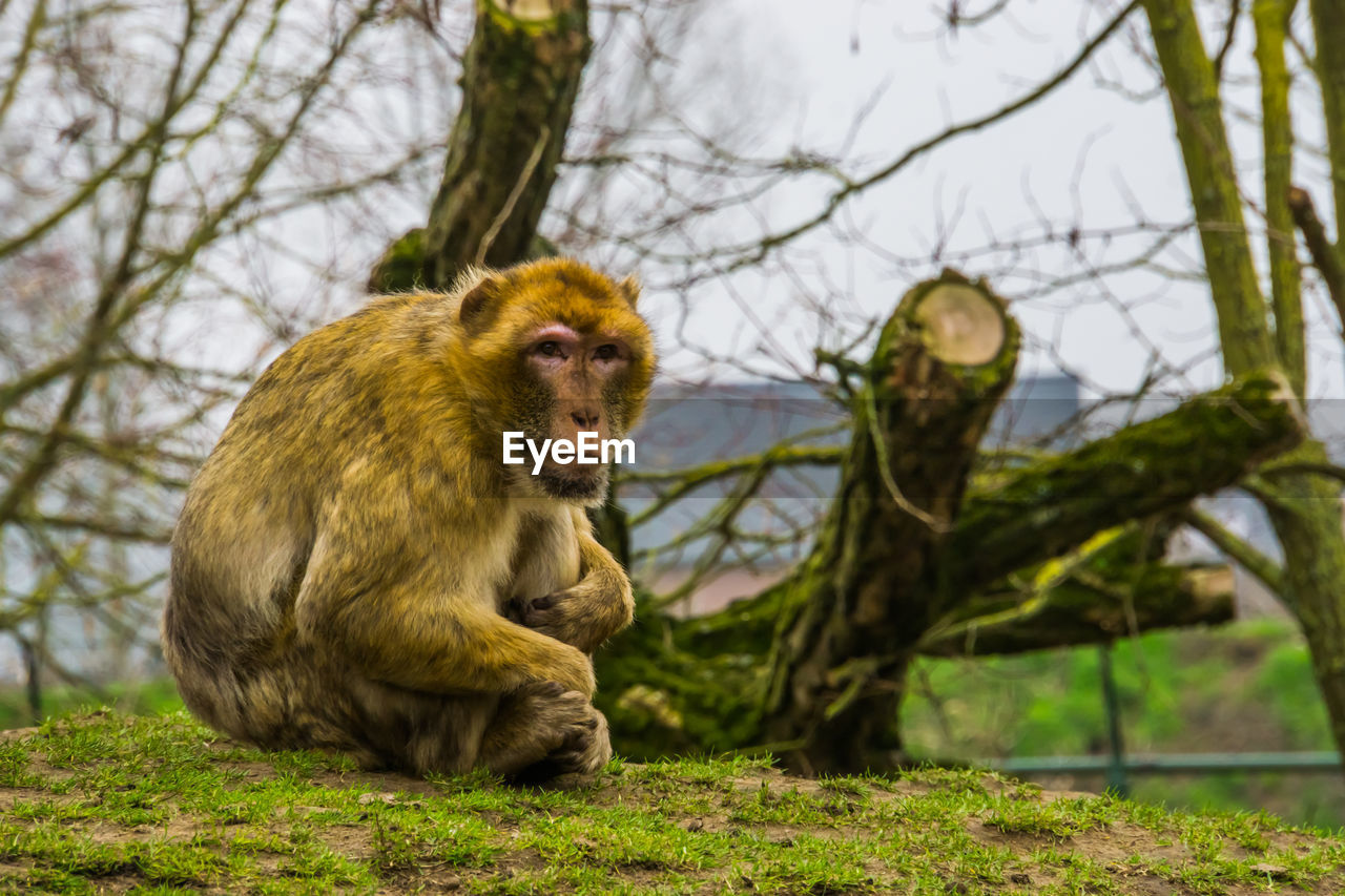 MONKEY SITTING ON TREE BRANCH