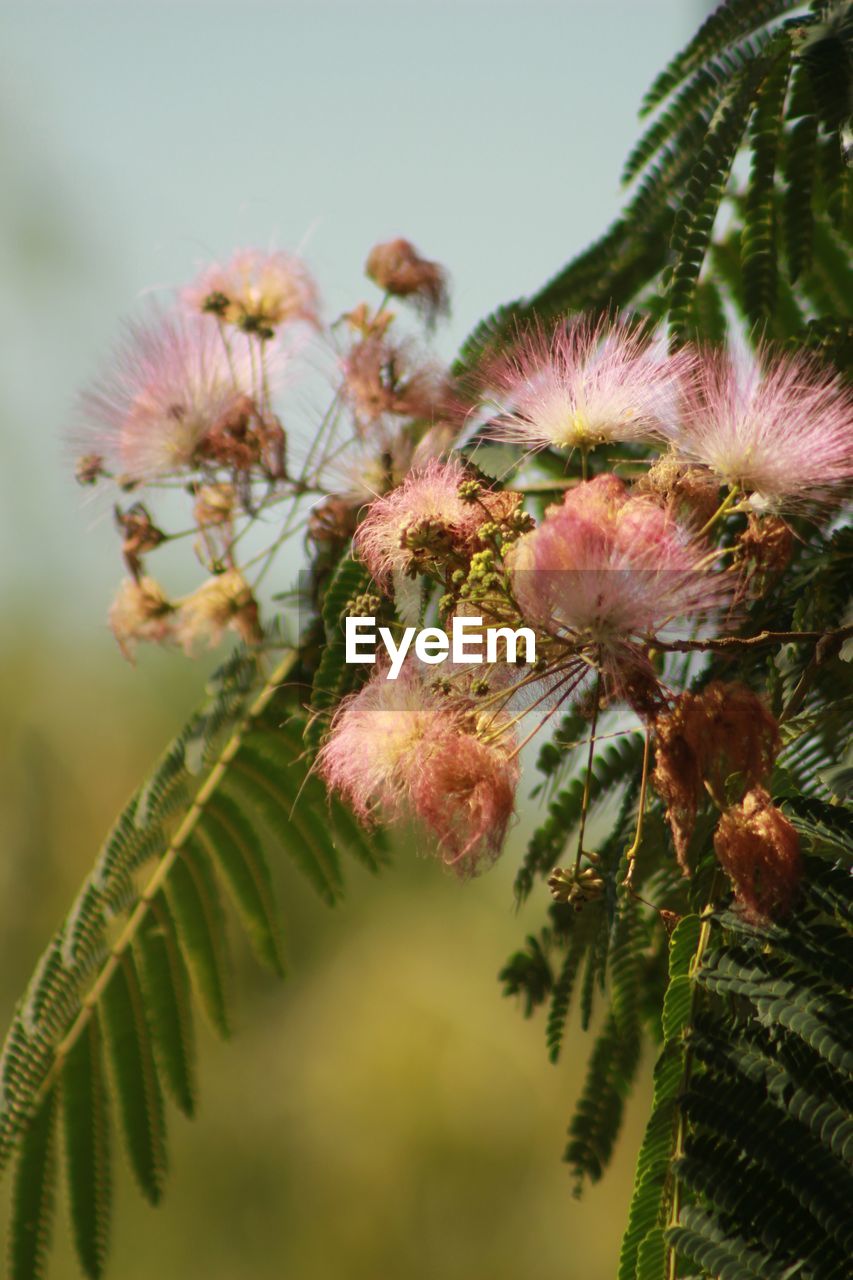 Close-up of pink flowering plant