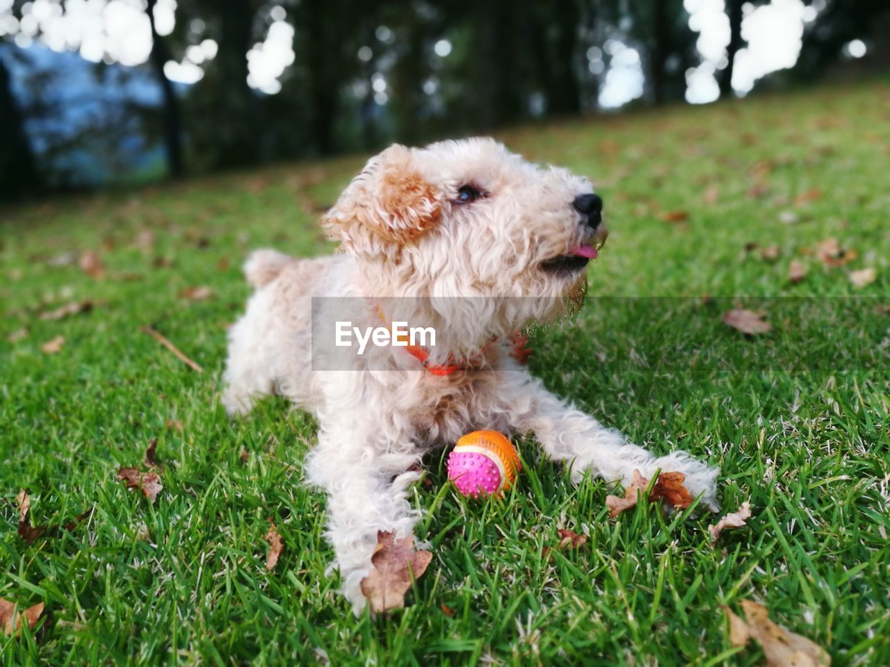 CLOSE-UP OF A DOG ON GRASSLAND