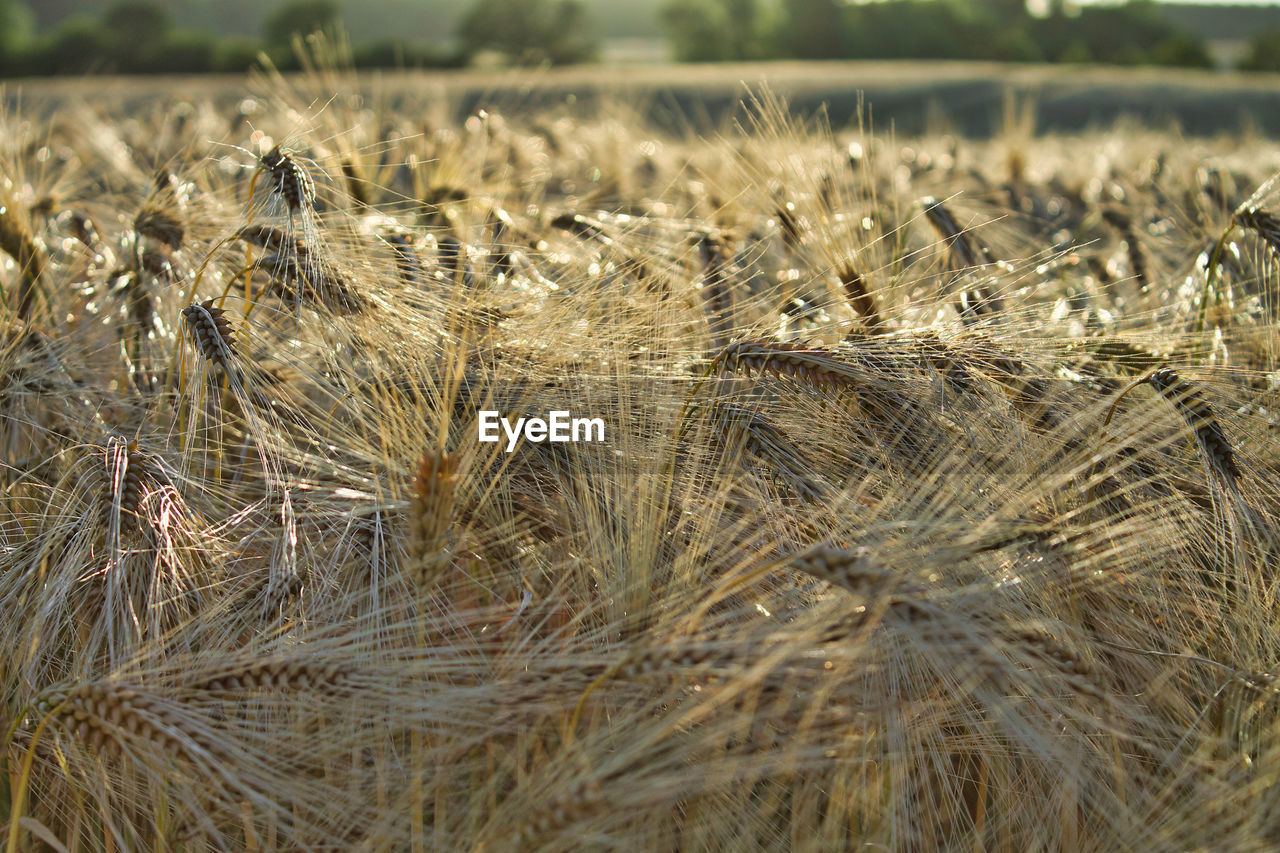 plant, agriculture, field, crop, land, landscape, growth, nature, rural scene, cereal plant, food, farm, grass, no people, day, beauty in nature, environment, wheat, tranquility, focus on foreground, rye, outdoors, prairie, close-up, scenics - nature, sky, selective focus, sunlight, barley