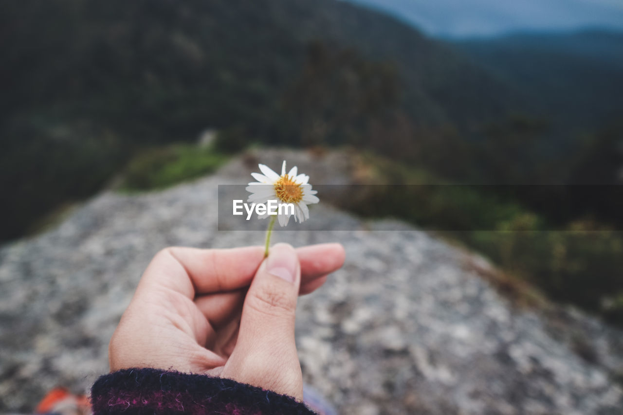 Close-up of hand holding flower against blurred background