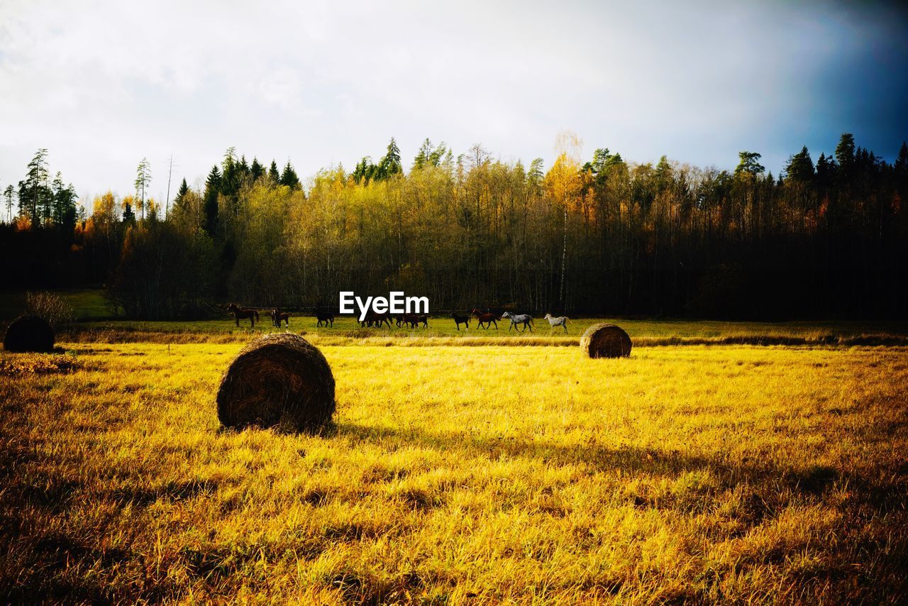 Hay bales on field against sky