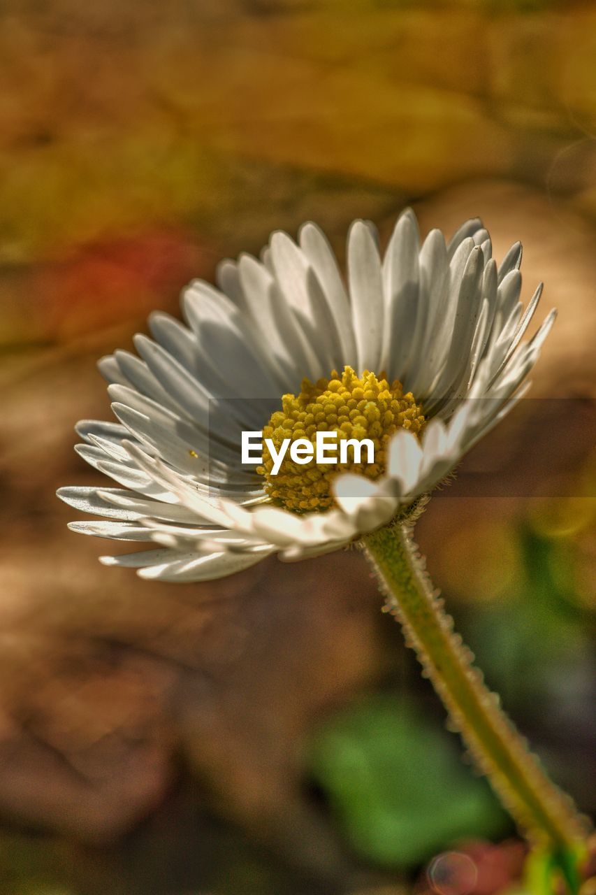 CLOSE-UP OF DAISY FLOWER