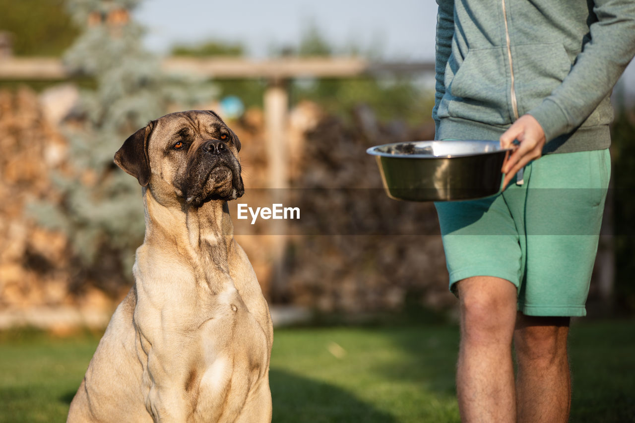 midsection of man with dogs