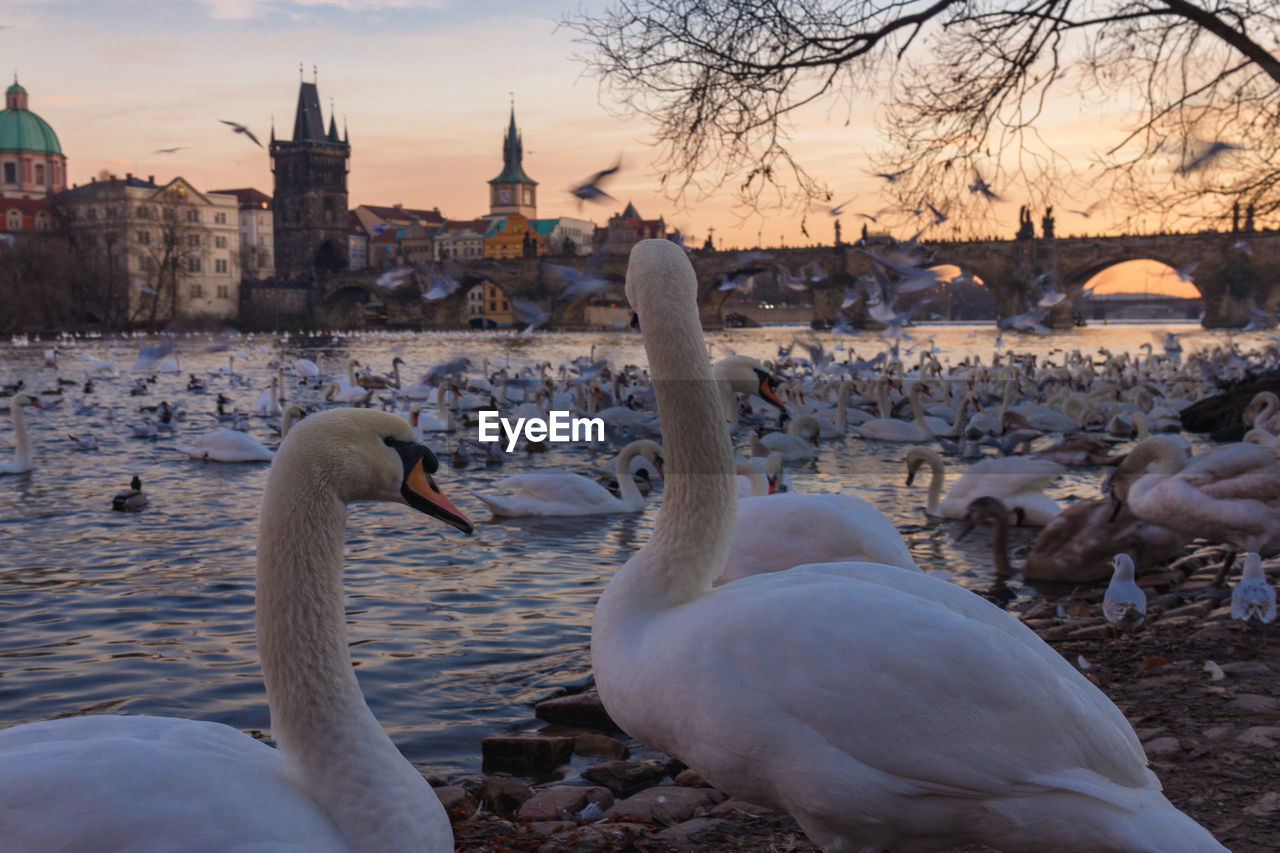 SWANS IN LAKE AGAINST SKY