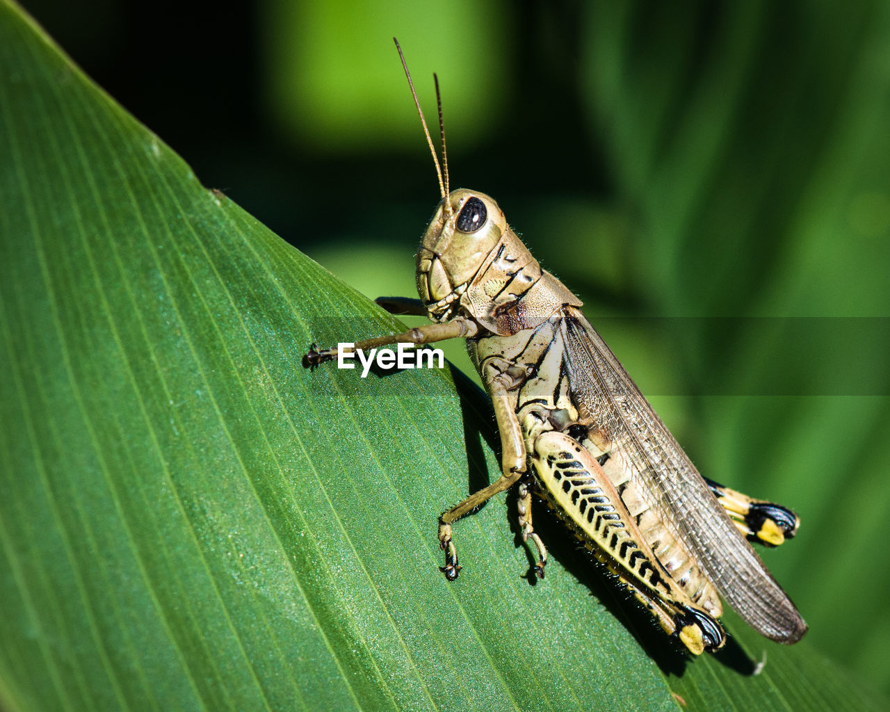 Close-up of grasshopper on leaf