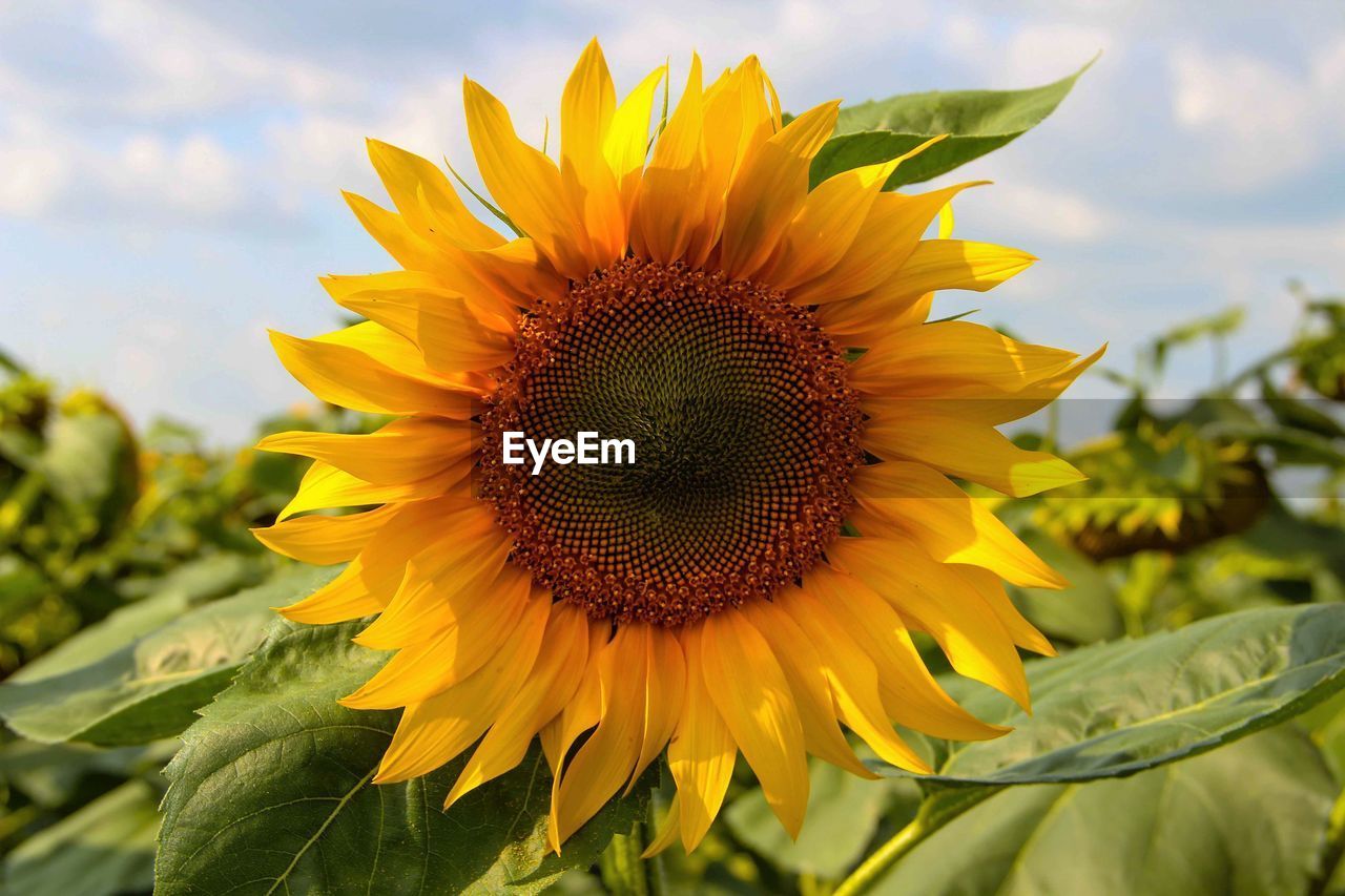 Close-up of yellow sunflower