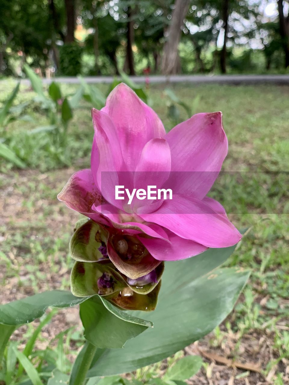 plant, flower, flowering plant, beauty in nature, pink, freshness, growth, nature, petal, close-up, fragility, focus on foreground, flower head, inflorescence, plant part, leaf, day, no people, outdoors, green, tree, springtime