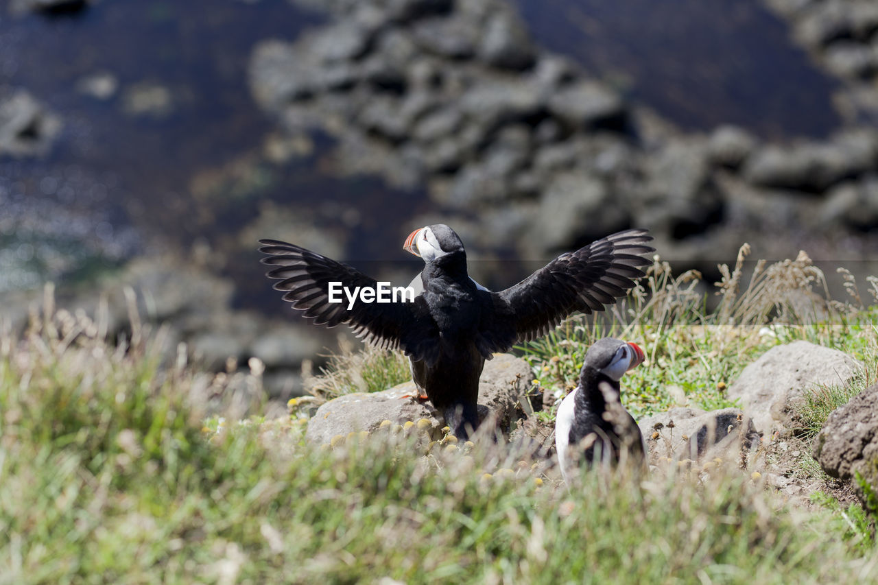 High angle view of puffins perching on land