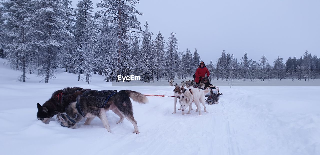 View of dog on snow covered landscape